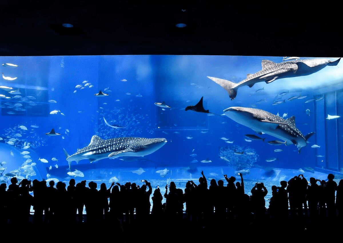 Visiteurs observant la vie marine à travers une grande vitre de tunnel aquarium